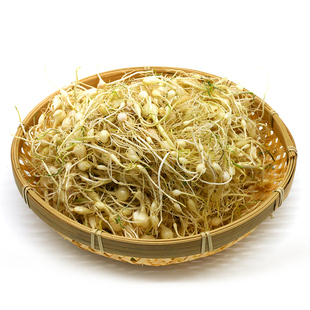 东北新鲜野生山野菜 小根菜大脑瓜嘣蹦小根蒜山菜500g2份包邮