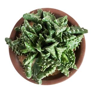 多肉植物狂澜怒涛多头群生多肉狂澜怒涛鳄鱼嘴超大多肉植物盆栽