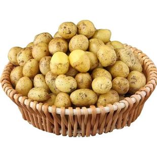 新鲜恩施小土豆迷你现挖黄心土豆洋芋农家自种蔬菜马铃薯