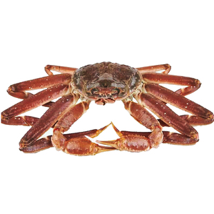 北京京深海鲜闪送 鲜活松叶蟹 板蟹 雪蟹 大螃蟹 活满肉 北京闪送