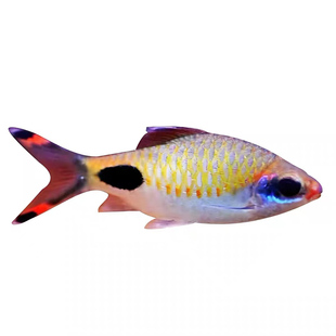 红唇红线黑影道人红点道金斯䰾印度活体群游草缸道金斯混养溪流鱼