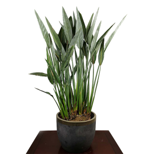 北欧风红花天堂鸟红脉开花真鹤小苗鹤望兰幼苗室内植物盆栽网红绿