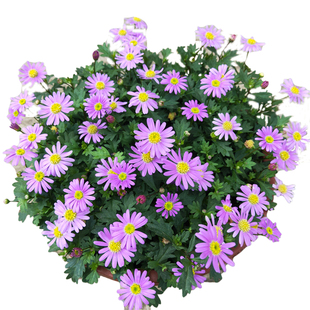 姬小菊盆栽四季花苗紫罗兰多年生绿植纽约荷兰菊原根土球发货包邮