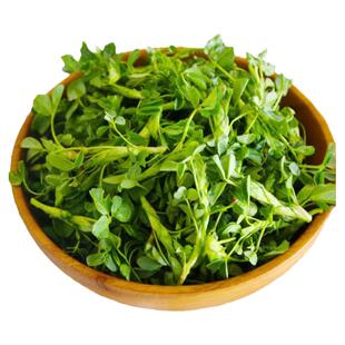 头茬苜蓿新鲜食用露天野生菜现摘现发野菜苜蓿菜嫩芽新鲜苜蓿包邮