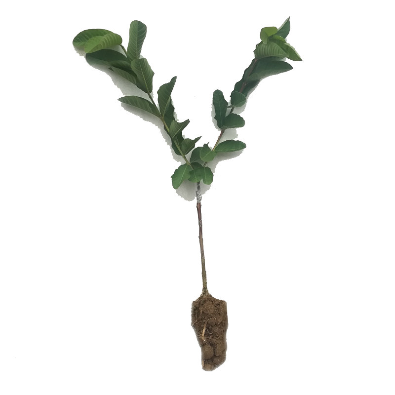 四季南方种植盆栽番石榴苗包邮