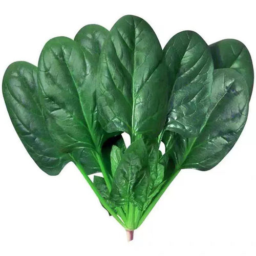 夏播王超耐热菠菜种子高产红根大叶耐高温波菜子秋季播种蔬菜种籽