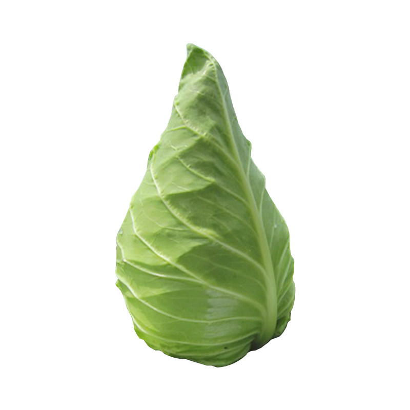 大鸡心卷心菜 春丰牛心甘蓝种子 圆白菜 蔬菜青菜种籽春秋播菜园
