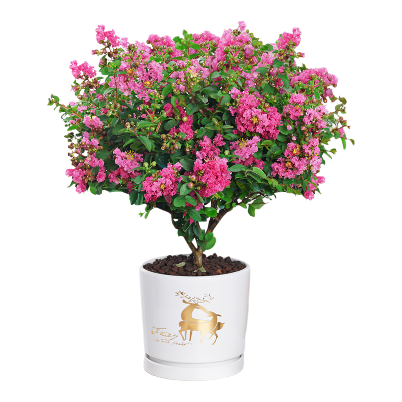 菡艺紫薇花木本花卉庭院绿植盆栽