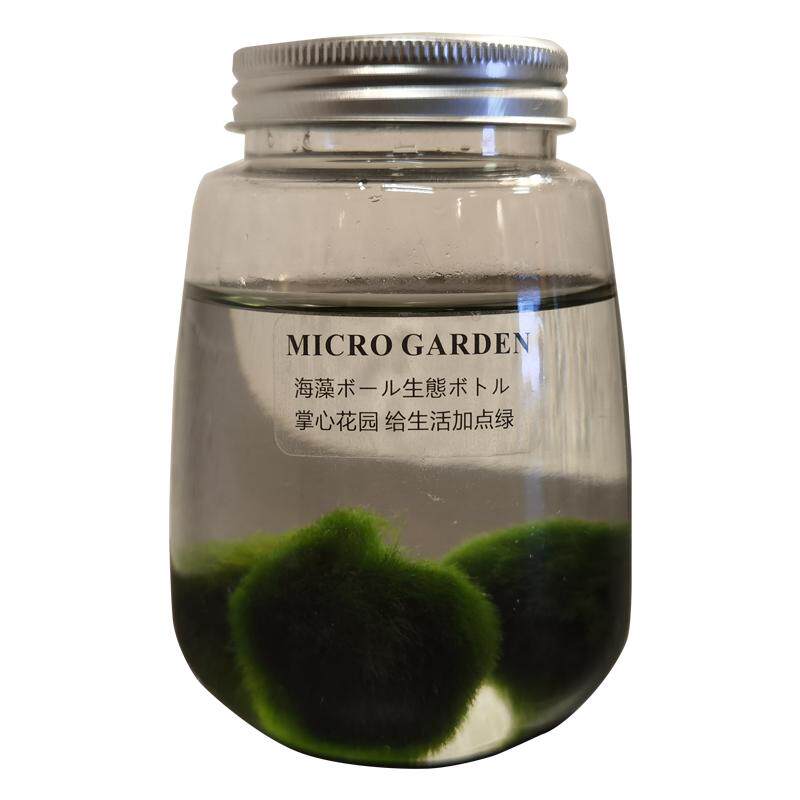 生态瓶mossball绿球藻淡水观赏
