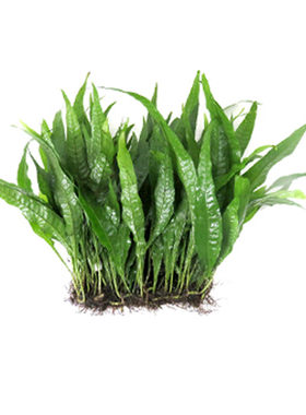 鱼缸溪流缸水草绿九冠皇冠类植物