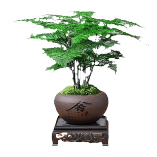 文竹盆栽植物室内花卉办公室桌面绿植好养四季常青景观竹子小盆景