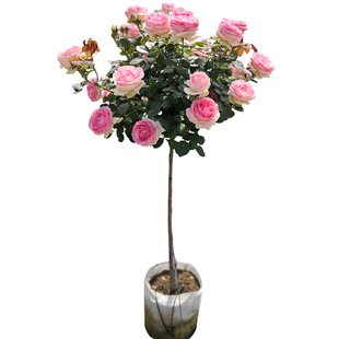 树状月季花苗盆栽棒棒糖树形四季大花卉绿植树桩月季树苗盆景高杆