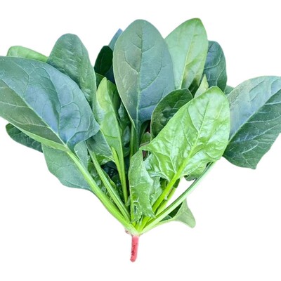 超耐热夏播王菠菜种子