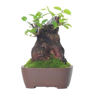 矮霸雀梅老桩盆景室内植物客厅旺宅绿植茶室书桌办公室迷你盆栽
