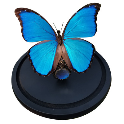 蝴蝶标本玻璃罩永生花摆件高级感