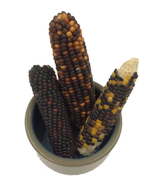磨牙棒小玉米宠物用品仓鼠粮食