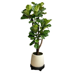 老桩琴叶榕客厅大型绿植物盆栽落地植物办公室内好养活高级感树木