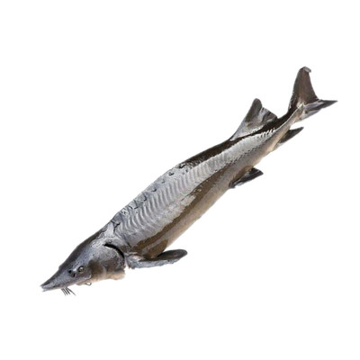 鲟鱼黑龙江抚远特产龙鱼鳇鱼整条鲜活速冻东北黄鱼肉食用水产大鱼