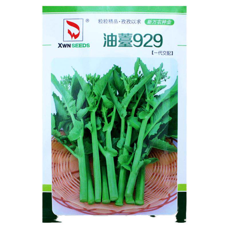 油薹种子油菜苔种籽蔬菜孑早熟油菜薹多芽菜花质嫩抗寒青菜