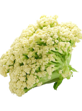 西兰花春夏秋季蔬菜种子