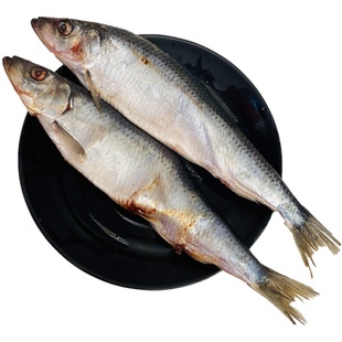 沙丁鱼 青鱼新鲜海鲜野生深海冷水鱼海捕青鱼排鱼冷冻青占鱼