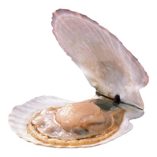 上海4两-1斤一只鲜活扇贝王野生海鲜新鲜大连獐子岛水产超大扇贝