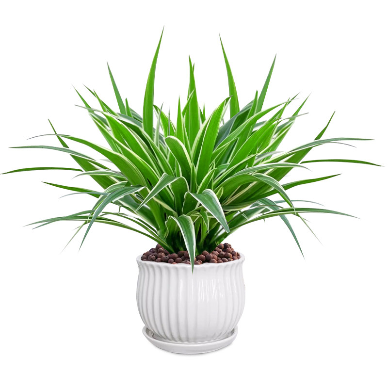 金边吊兰盆栽花卉植物室内花阳台净化空气净空气绿植水养水培垂吊