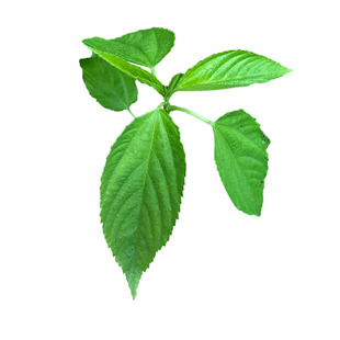 黄麻叶种子 麻叶菜种籽 麻叶种埃及帝王菜野麻婴菜用黄麻蔬菜种子