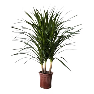 三桩龙血树绿植盆栽大型植物客厅室内多头造型老桩植物ZB