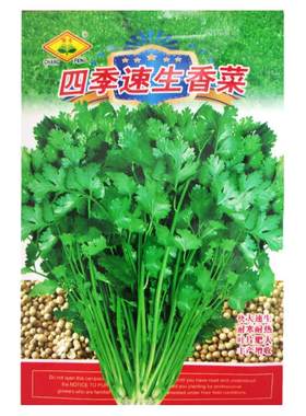 四季叶菜香菜种子老品种春秋季