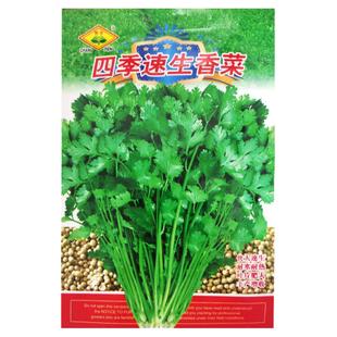 四季叶菜香菜种子老品种春秋季阳台大小叶香菜种子耐寒耐热蔬菜籽