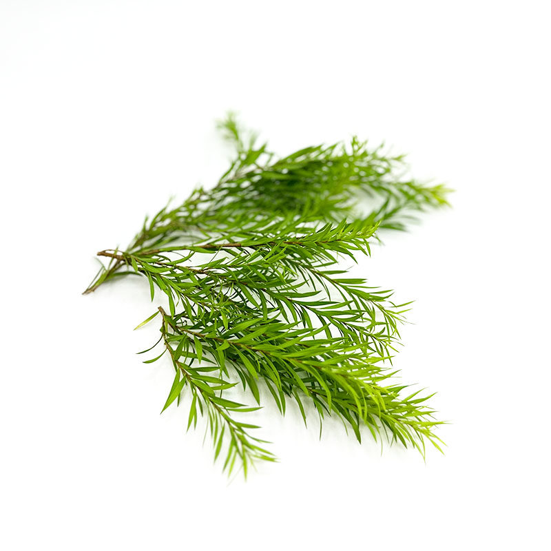 新鲜黄金柳芽摆盘蛋糕装饰鲜花草