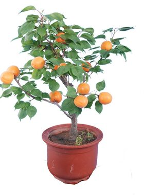 帝王杏果苗南北方地栽种植嫁接苗