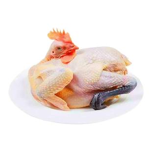 南通苏北狼山鸡草鸡活鸡现杀走地鸡土鸡母鸡公鸡营养佳品顺丰包邮