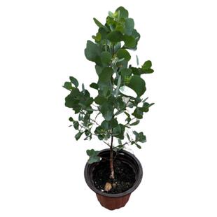 尤加利盆栽ins风苹果桉耐养耐阴植物室内庭院阳台观叶四季花卉