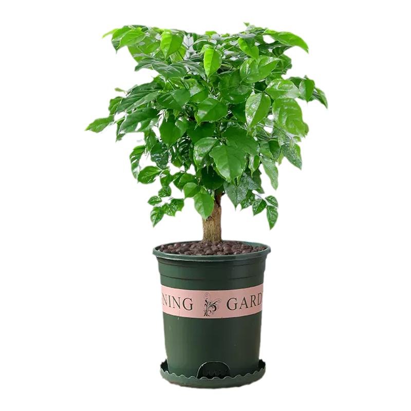 幸福树绿植盆栽室内植物平安树绿宝老桩大颗四季青吸甲醛花卉盆景