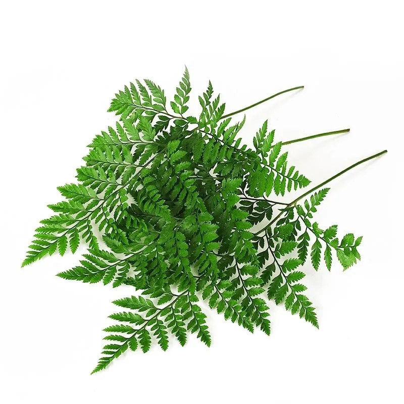 新鲜羊齿叶芒叶一捆10支可批发