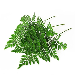 新鲜高山羊齿叶杨子叶摆盘装饰叶子西餐蛋糕烘焙刺身点缀饮品花草