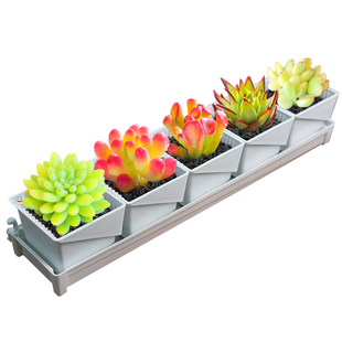 美莳多肉的花盆长方形套装组合树脂透气控根塑料植物专用和营养土
