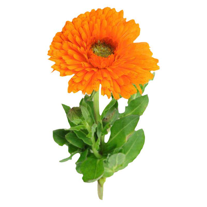 矮生金盏菊花种子秋冬播多