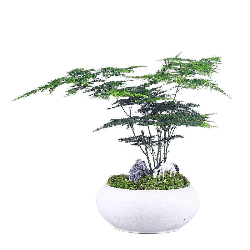 文竹盆栽植物室内花卉办公室桌面绿植好养四季常青景观竹子小盆景