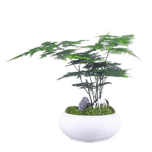 文竹盆栽植物室内花卉办公室桌面绿植好养四季常青景观竹子小盆景