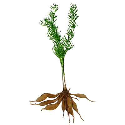 天门冬种苗高产广西基地