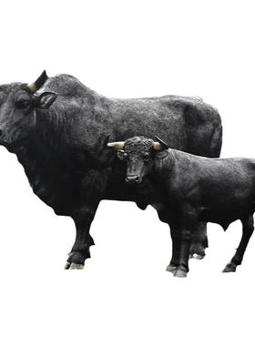 艺家乡仿真安格斯牛模型黑牛摆件