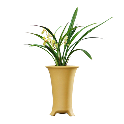 沐兰工坊名品荷王浓香好养兰花