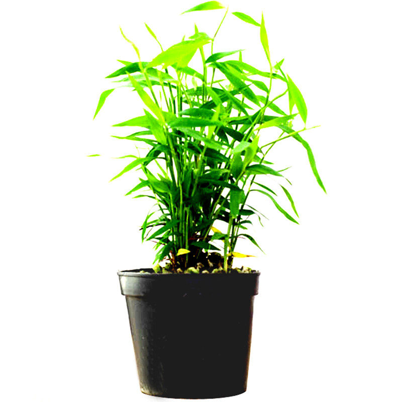 绿植青轴迷你盆栽室内水培姬翠竹