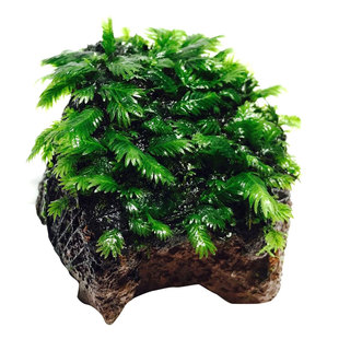 水族箱鱼缸装饰活体水草绿菊金鱼藻蜈蚣草羽裂坨草水榕沉木造景