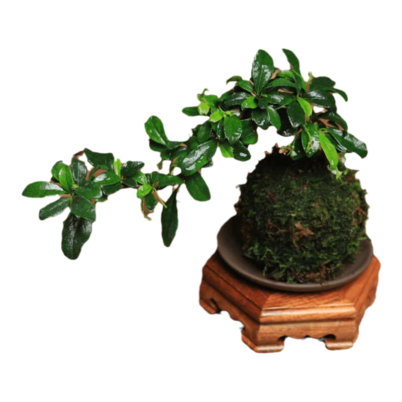 小叶福建茶盆栽苔藓球老桩植物室内桌面四季常青禅意盆景好养绿植