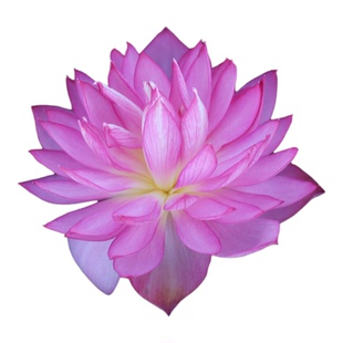 新品种《郸凤之舞》微型碗莲种藕小苗姜永慧微莲苑小盆易养活荷花