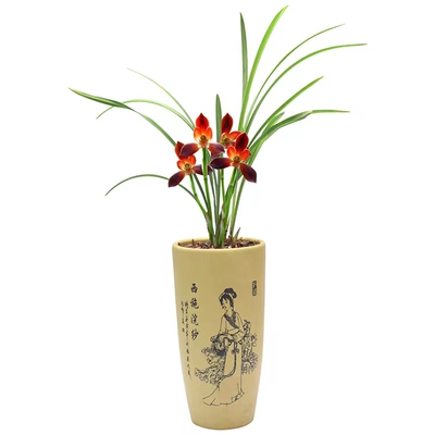 超浓香红河红兰花好养活满屋飘香